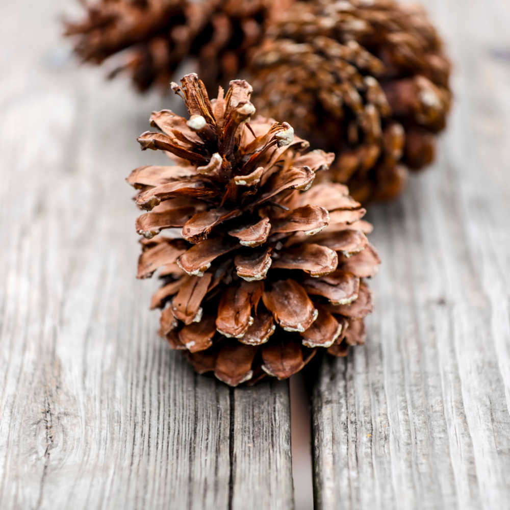 DIY scented pinecones