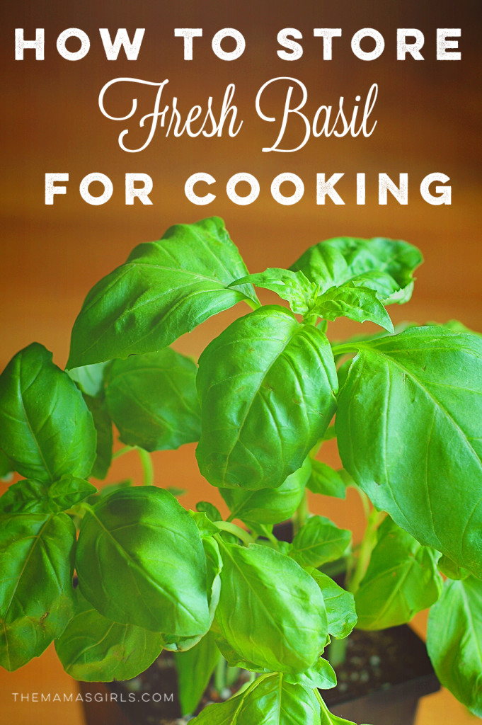 How to Store Fresh Basil for Cooking TheMamasGirls