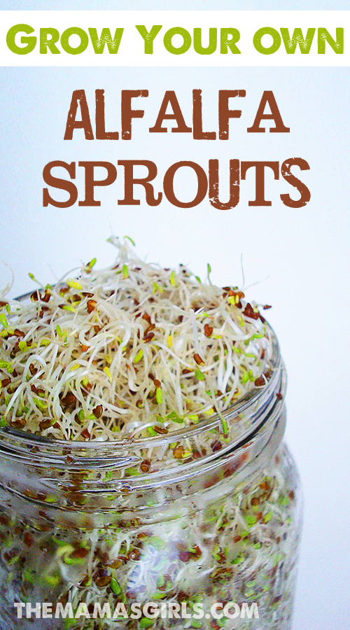 Grow Your Own Alfalfa Sprouts